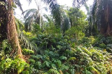 Jalan Kampung Bukit Jeram