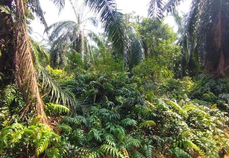 Jalan Kampung Bukit Jeram