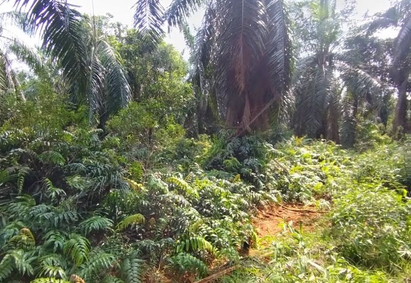 Jalan Kampung Bukit Jeram