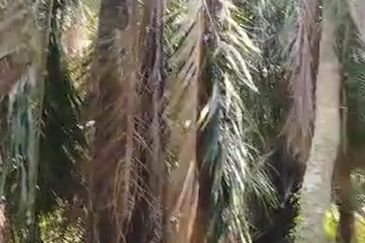 Banting Kanchong Land 📌 * 2 acres  📌Beside Reserve Road