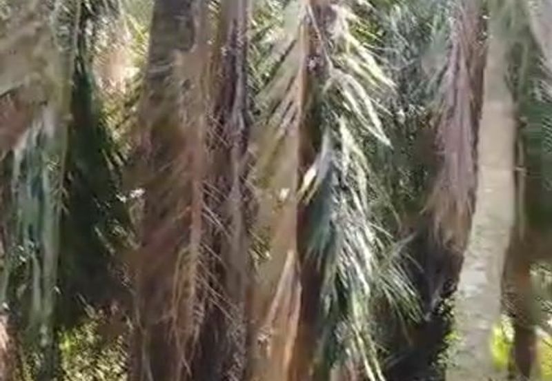 Banting Kanchong Land 📌 * 2 acres  📌Beside Reserve Road