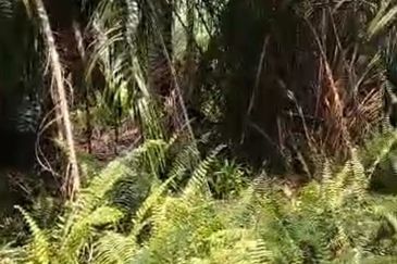 Banting Kanchong Land 📌 * 2 acres  📌Beside Reserve Road