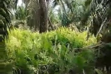 Banting Kanchong Land 📌 * 2 acres  📌Beside Reserve Road