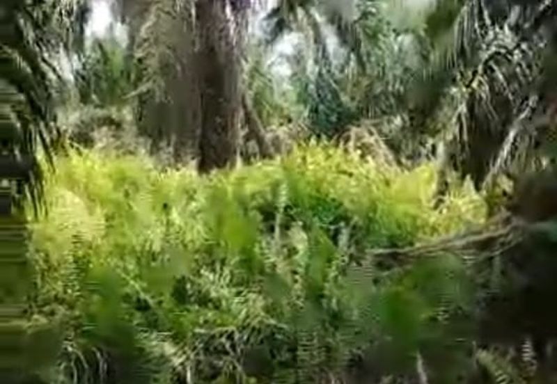 Banting Kanchong Land 📌 * 2 acres  📌Beside Reserve Road