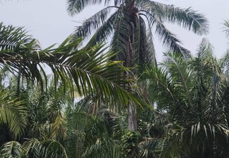 Banting Kanchong Land 📌 * 2 acres  📌Beside Reserve Road