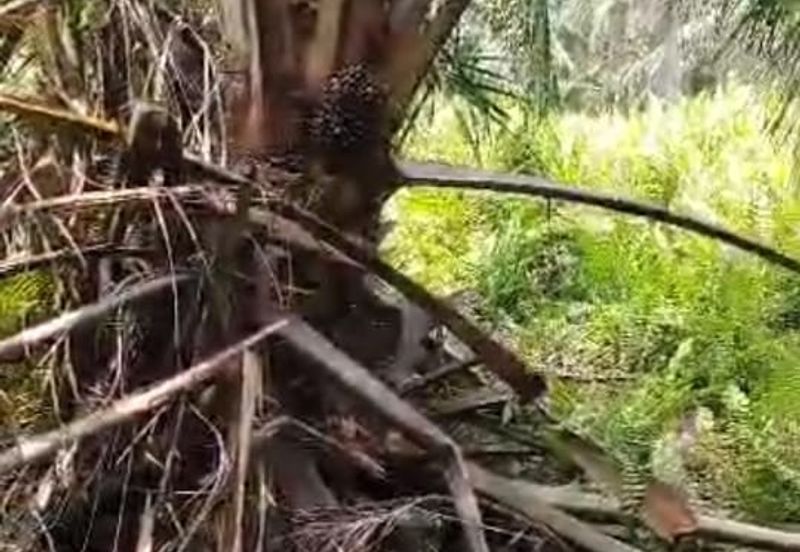 Banting Kanchong Land 📌 * 2 acres  📌Beside Reserve Road