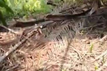 Banting Kanchong Land 📌 * 2 acres  📌Beside Reserve Road