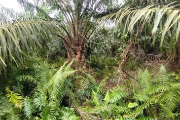 Malaysia Selangor  Kuala Langat  📌* Batu Laut, Banting  📌 * 2.2 acres corner Flat Land For Sale  📌Beside Small stone Road / Reserve Road