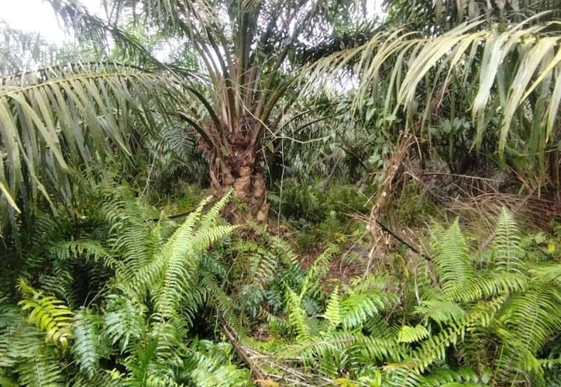 Malaysia Selangor  Kuala Langat  📌* Batu Laut, Banting  📌 * 2.2 acres corner Flat Land For Sale  📌Beside Small stone Road / Reserve Road