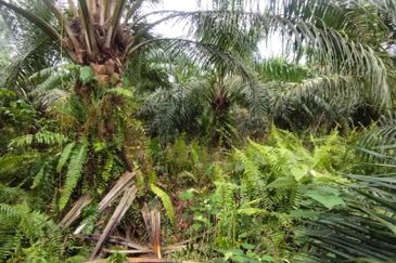 Malaysia Selangor  Kuala Langat  📌* Batu Laut, Banting  📌 * 2.2 acres corner Flat Land For Sale  📌Beside Small stone Road / Reserve Road