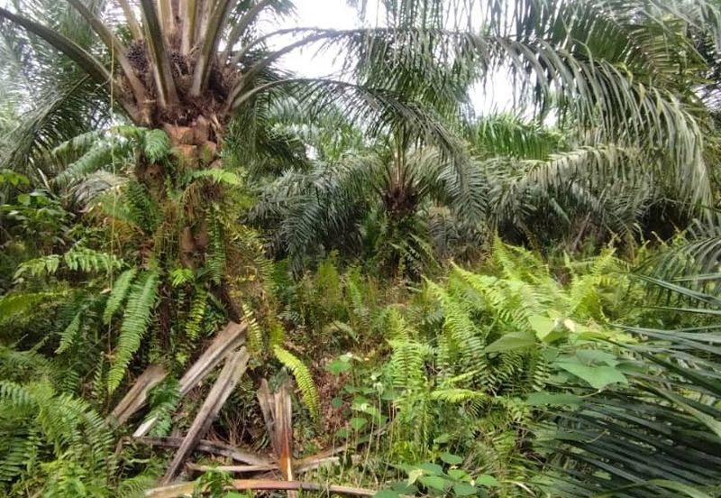 Malaysia Selangor  Kuala Langat  📌* Batu Laut, Banting  📌 * 2.2 acres corner Flat Land For Sale  📌Beside Small stone Road / Reserve Road