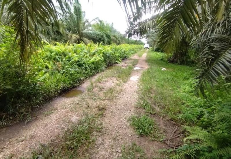 Malaysia Selangor  Kuala Langat  📌* Batu Laut, Banting  📌 * 2.2 acres corner Flat Land For Sale  📌Beside Small stone Road / Reserve Road
