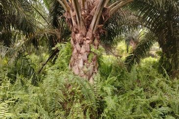 Malaysia Selangor  Kuala Langat  📌* Batu Laut, Banting  📌 * 2.2 acres corner Flat Land For Sale  📌Beside Small stone Road / Reserve Road