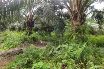 Malaysia Selangor  Kuala Langat  📌* Batu Laut, Banting  📌 * 2.2 acres corner Flat Land For Sale  📌Beside Small stone Road / Reserve Road