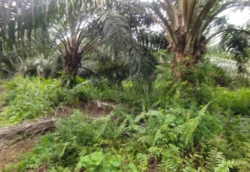 Malaysia Selangor  Kuala Langat  📌* Batu Laut, Banting  📌 * 2.2 acres corner Flat Land For Sale  📌Beside Small stone Road / Reserve Road