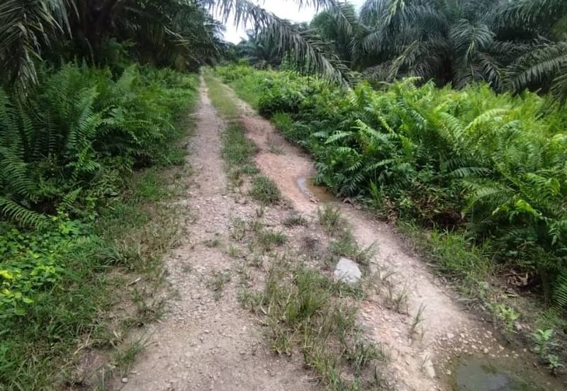 Malaysia Selangor  Kuala Langat  📌* Batu Laut, Banting  📌 * 2.2 acres corner Flat Land For Sale  📌Beside Small stone Road / Reserve Road