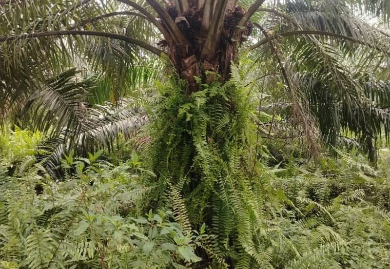 Malaysia Selangor  Kuala Langat  📌* Batu Laut, Banting  📌 * 2.2 acres corner Flat Land For Sale  📌Beside Small stone Road / Reserve Road