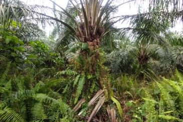 Malaysia Selangor  Kuala Langat  📌* Batu Laut, Banting  📌 * 2.2 acres corner Flat Land For Sale  📌Beside Small stone Road / Reserve Road