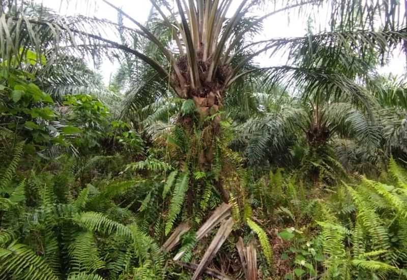 Malaysia Selangor  Kuala Langat  📌* Batu Laut, Banting  📌 * 2.2 acres corner Flat Land For Sale  📌Beside Small stone Road / Reserve Road