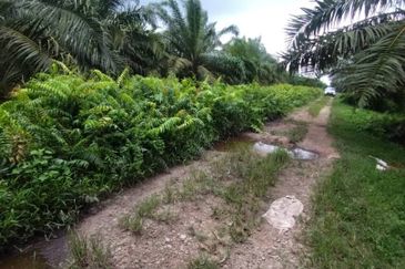 Malaysia Selangor  Kuala Langat  📌* Batu Laut, Banting  📌 * 2.2 acres corner Flat Land For Sale  📌Beside Small stone Road / Reserve Road
