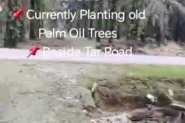 Banting  📌Telok Bunut 📌3 Acres Flat Land For Sale  📌Currently Planting old Palm Oil Trees  📌Beside Tar Road