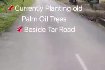 Banting  📌Telok Bunut 📌3 Acres Flat Land For Sale  📌Currently Planting old Palm Oil Trees  📌Beside Tar Road