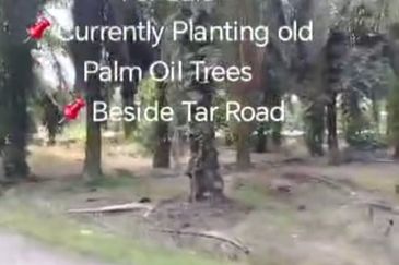 Banting  📌Telok Bunut 📌3 Acres Flat Land For Sale  📌Currently Planting old Palm Oil Trees  📌Beside Tar Road