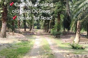 Banting  📌Telok Bunut 📌3 Acres Flat Land For Sale  📌Currently Planting old Palm Oil Trees  📌Beside Tar Road
