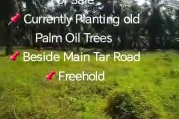 Kanchong Darat  📌4.5 Acres Flat Land For Sale  📌Currently Planting old Palm Oil Trees  📌Beside Main Tar Road