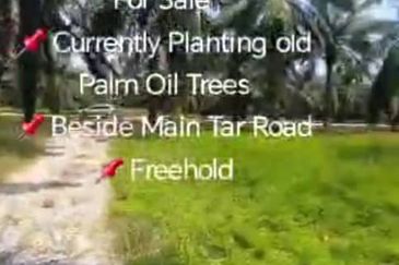 Kanchong Darat  📌4.5 Acres Flat Land For Sale  📌Currently Planting old Palm Oil Trees  📌Beside Main Tar Road