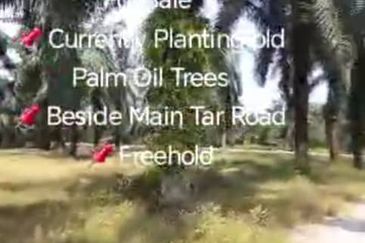 Kanchong Darat  📌4.5 Acres Flat Land For Sale  📌Currently Planting old Palm Oil Trees  📌Beside Main Tar Road