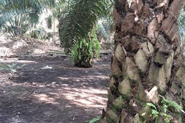 Kuala Langat  Tanjung Sepat 📌* Batu Laut land 📌 * 1.83 acres Flat Land For Sale  📌Beside Tar Road