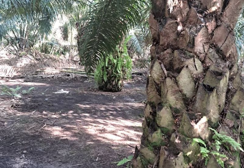 Kuala Langat  Tanjung Sepat 📌* Batu Laut land 📌 * 1.83 acres Flat Land For Sale  📌Beside Tar Road