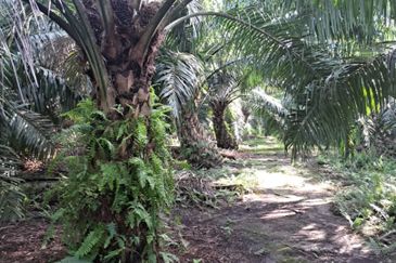 Kuala Langat  Tanjung Sepat 📌* Batu Laut land 📌 * 1.83 acres Flat Land For Sale  📌Beside Tar Road