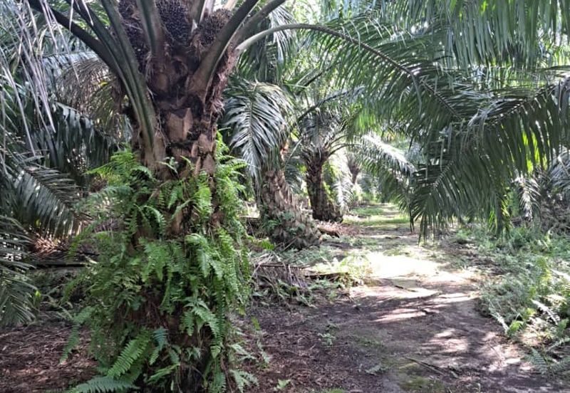 Kuala Langat  Tanjung Sepat 📌* Batu Laut land 📌 * 1.83 acres Flat Land For Sale  📌Beside Tar Road