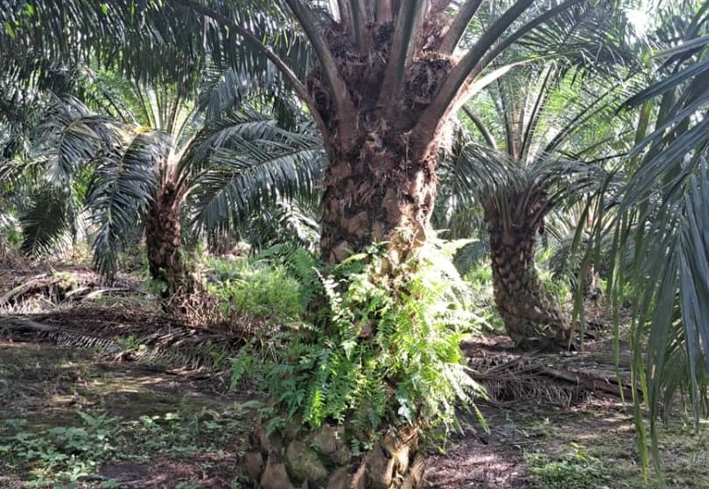 Kuala Langat  Tanjung Sepat 📌* Batu Laut land 📌 * 1.83 acres Flat Land For Sale  📌Beside Tar Road