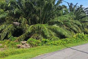 Kuala Langat  Tanjung Sepat 📌* Batu Laut land 📌 * 1.83 acres Flat Land For Sale  📌Beside Tar Road