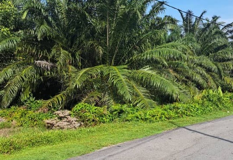 Kuala Langat  Tanjung Sepat 📌* Batu Laut land 📌 * 1.83 acres Flat Land For Sale  📌Beside Tar Road