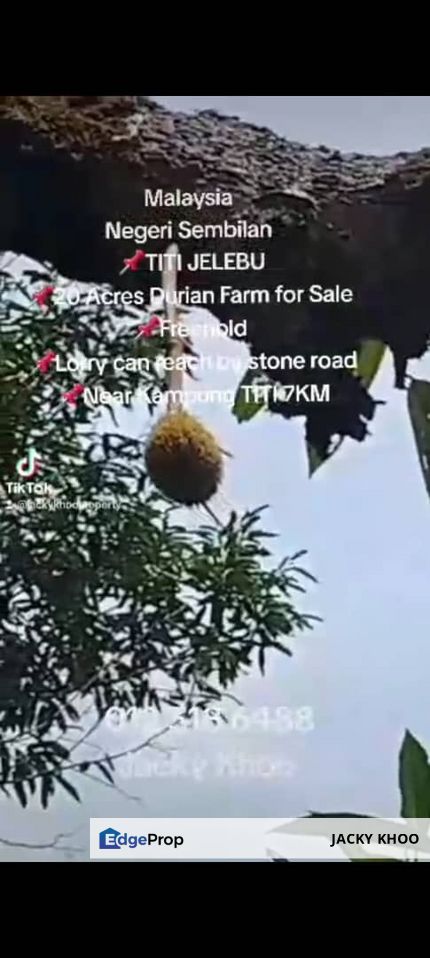 Negeri Sembilan . TITI JELEBU . 20 Acres Durian Farm for Sale  📌Freehold  📌Lorry can reach by stone road 📌Near Kampung TITI 7KM, Negeri Sembilan, Jelebu