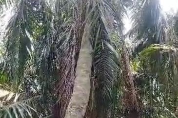 Banting .Batu Laut. 2 acres Flat Land For Sale  .Beside Reserve Road