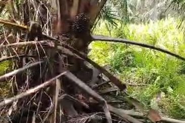 Banting .Batu Laut. 2 acres Flat Land For Sale  .Beside Reserve Road