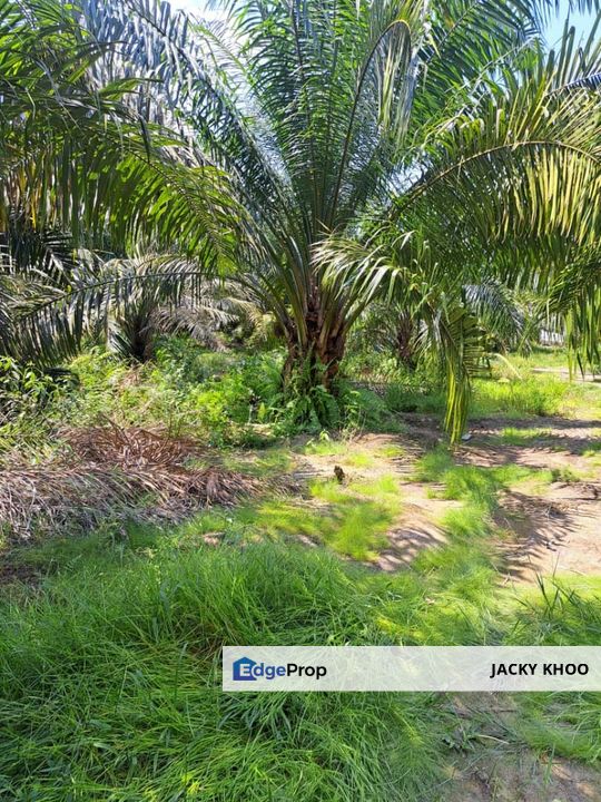 Batu Laut, Banting , Morib, Kelanang,  2 acres Flat Land For Sale  📌Beside Small Stone Road, Selangor, Banting