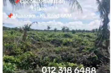 Rompin, Pahang, 📌1,000 Acres Land for Sale  📌Coconut Plantation Estate  📌Muaazam - KL Road 6KM
