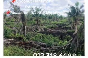 Rompin, Pahang, 📌1,000 Acres Land for Sale  📌Coconut Plantation Estate  📌Muaazam - KL Road 6KM