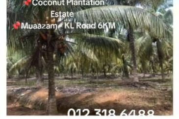 Rompin, Pahang, 📌1,000 Acres Land for Sale  📌Coconut Plantation Estate  📌Muaazam - KL Road 6KM