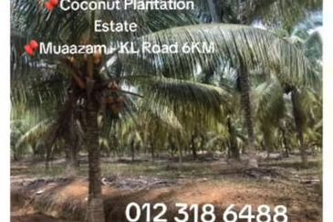 Rompin, Pahang, 📌1,000 Acres Land for Sale  📌Coconut Plantation Estate  📌Muaazam - KL Road 6KM