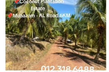 Rompin, Pahang, 📌1,000 Acres Land for Sale  📌Coconut Plantation Estate  📌Muaazam - KL Road 6KM