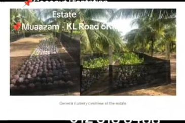Rompin, Pahang, 📌1,000 Acres Land for Sale  📌Coconut Plantation Estate  📌Muaazam - KL Road 6KM