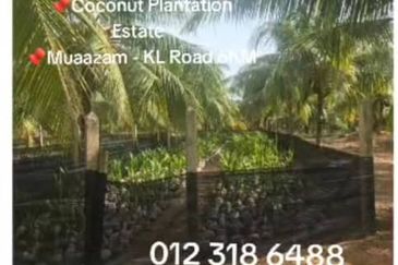 Rompin, Pahang, 📌1,000 Acres Land for Sale  📌Coconut Plantation Estate  📌Muaazam - KL Road 6KM