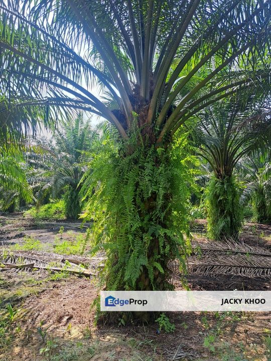 Perak Tengah , Malaysia, 📌940 Acres Palm Oil Land for Sale  📌Good ROI, Perak, Manjung